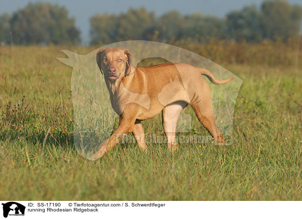 running Rhodesian Ridgeback / SS-17190
