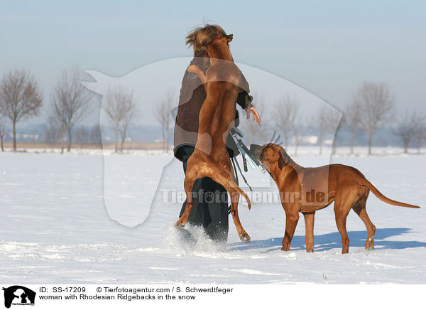 Frau mit Rhodesian Ridgebacks im Schnee / woman with Rhodesian Ridgebacks in the snow / SS-17209