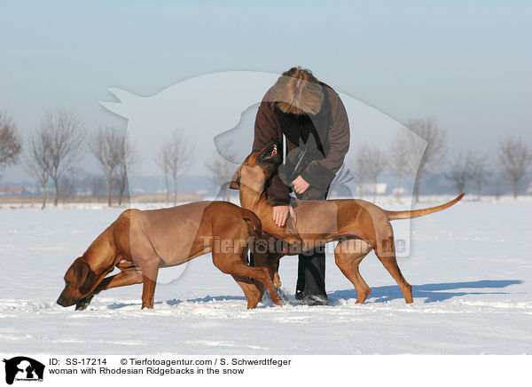Frau mit Rhodesian Ridgebacks im Schnee / woman with Rhodesian Ridgebacks in the snow / SS-17214