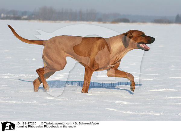 running Rhodesian Ridgeback in the snow / SS-17220