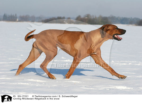 running Rhodesian Ridgeback in the snow / SS-17221