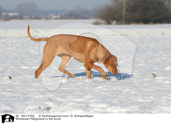 Rhodesian Ridgeback im Schnee / Rhodesian Ridgeback in the snow / SS-17252