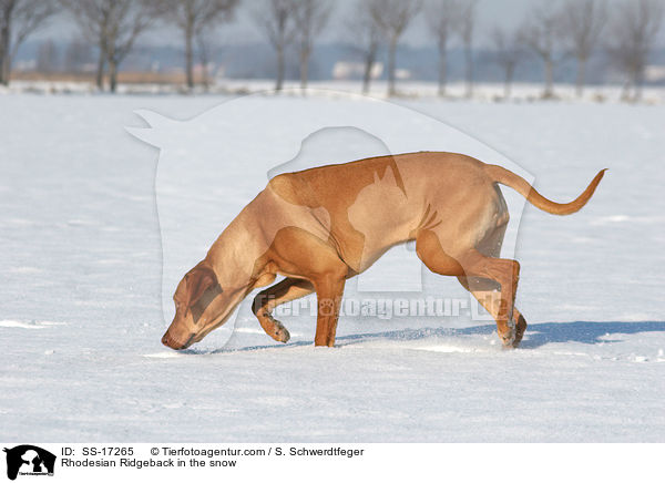 Rhodesian Ridgeback in the snow / SS-17265