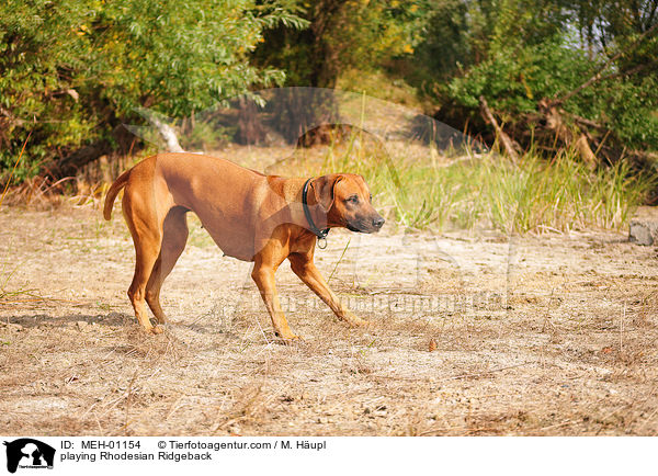 spielender Rhodesian Ridgeback / playing Rhodesian Ridgeback / MEH-01154