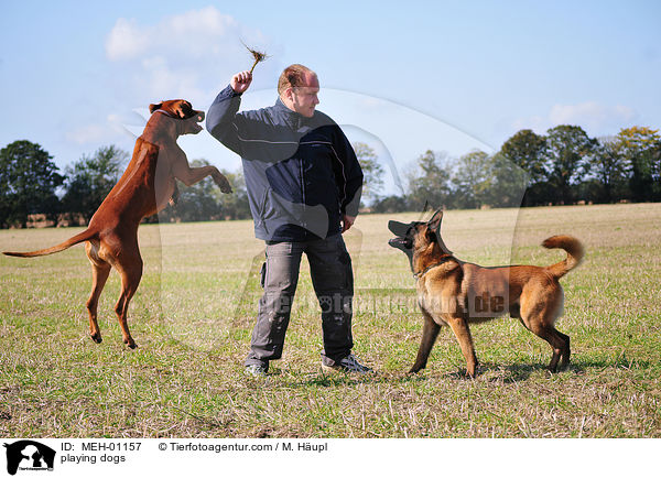 spielende Hunde / playing dogs / MEH-01157