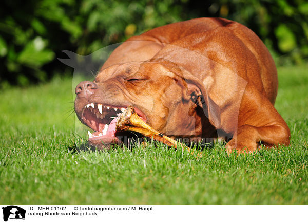 fressender Rhodesian Ridgeback / eating Rhodesian Ridgeback / MEH-01162