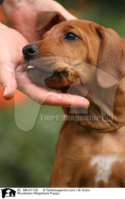 Rhodesian Ridgeback Welpe / Rhodesian Ridgeback Puppy / MK-01126