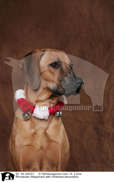 Rhodesian Ridgeback mit Weihnachtsdeko / Rhodesian Ridgeback with christmas-decoration / KL-02031