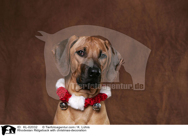 Rhodesian Ridgeback mit Weihnachtsdeko / Rhodesian Ridgeback with christmas-decoration / KL-02032