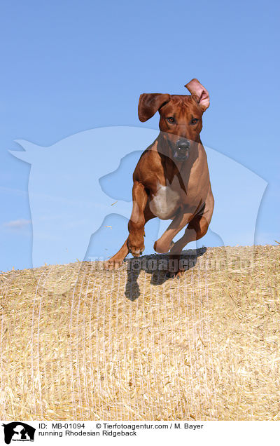 running Rhodesian Ridgeback / MB-01094