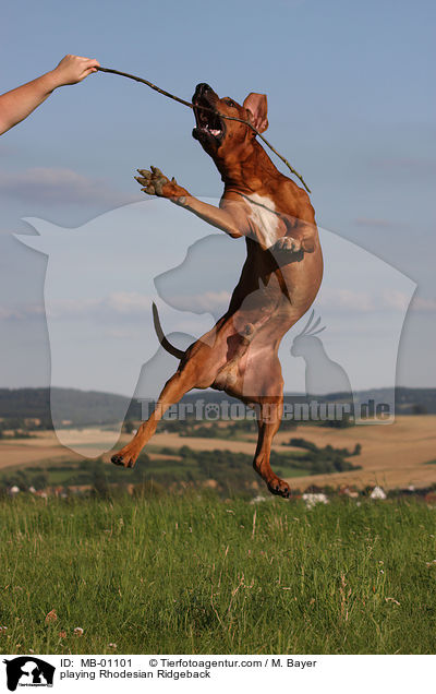spielender Rhodesian Ridgeback / playing Rhodesian Ridgeback / MB-01101