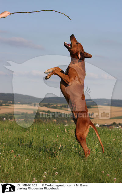 spielender Rhodesian Ridgeback / playing Rhodesian Ridgeback / MB-01103