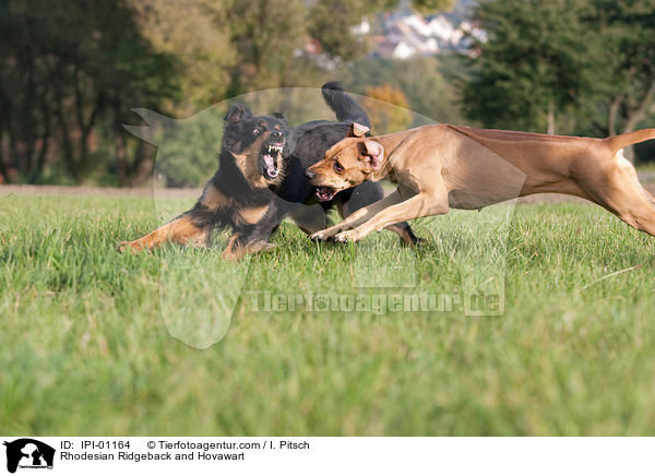 Rhodesian Ridgeback and Hovawart / IPI-01164