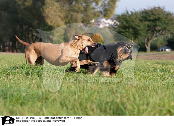 Rhodesian Ridgeback and Hovawart / IPI-01166