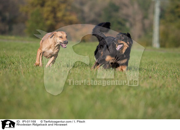 Rhodesian Ridgeback and Hovawart / IPI-01168
