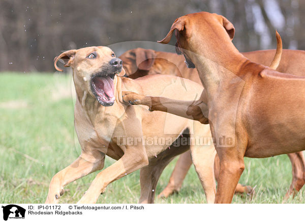 Rhodesian Ridgebacks / IPI-01172