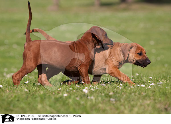 Rhodesian Ridgeback Puppies / IPI-01189