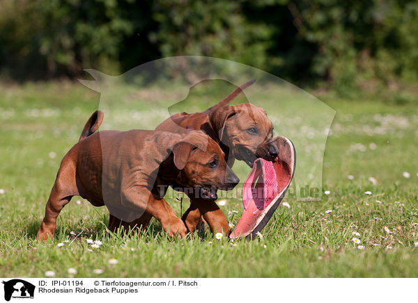 Rhodesian Ridgeback Puppies / IPI-01194