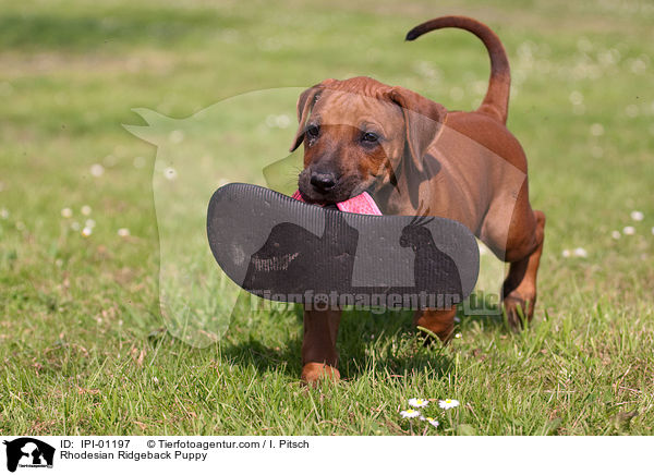 Rhodesian Ridgeback Welpe / Rhodesian Ridgeback Puppy / IPI-01197