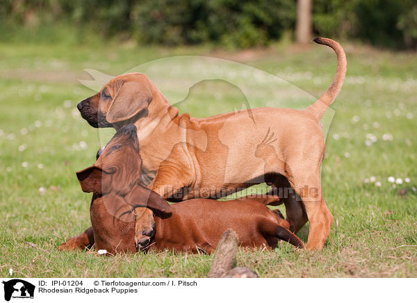 Rhodesian Ridgeback Puppies / IPI-01204