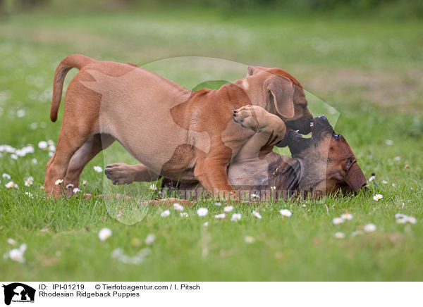 Rhodesian Ridgeback Puppies / IPI-01219