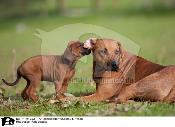 Rhodesian Ridgebacks / IPI-01222