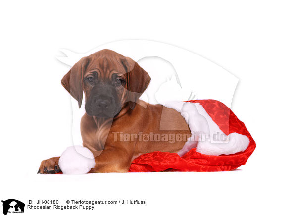 Rhodesian Ridgeback Puppy / JH-08180