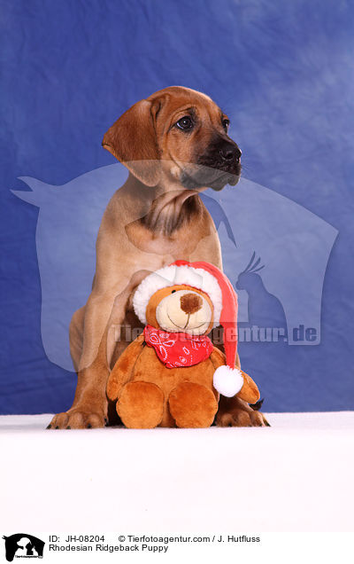 Rhodesian Ridgeback Welpe / Rhodesian Ridgeback Puppy / JH-08204