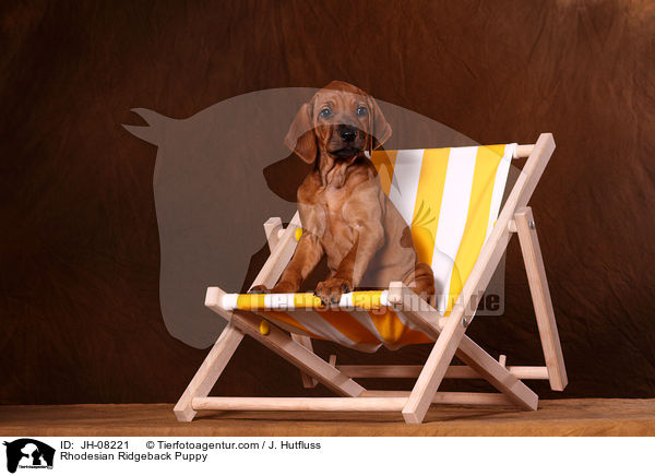 Rhodesian Ridgeback Welpe / Rhodesian Ridgeback Puppy / JH-08221