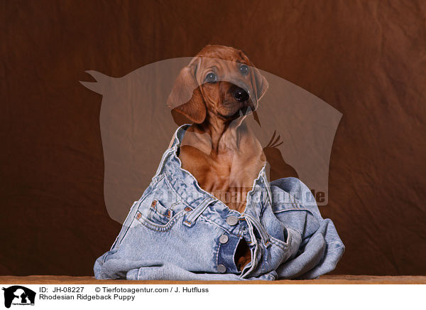 Rhodesian Ridgeback Welpe / Rhodesian Ridgeback Puppy / JH-08227