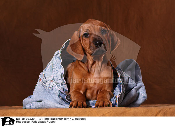 Rhodesian Ridgeback Welpe / Rhodesian Ridgeback Puppy / JH-08229