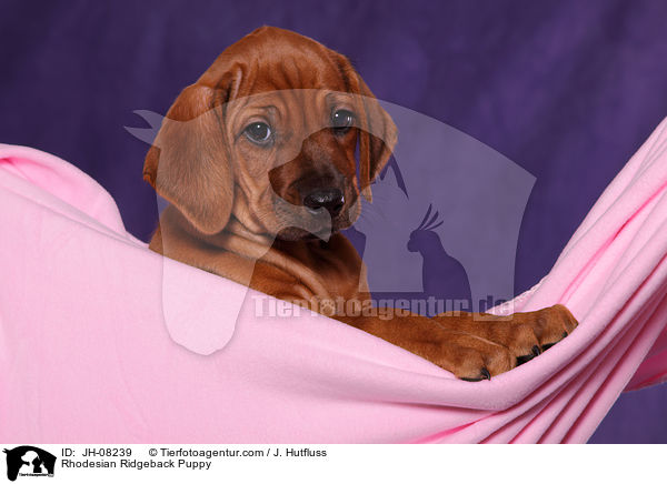 Rhodesian Ridgeback Welpe / Rhodesian Ridgeback Puppy / JH-08239