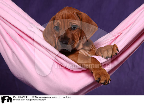 Rhodesian Ridgeback Welpe / Rhodesian Ridgeback Puppy / JH-08241