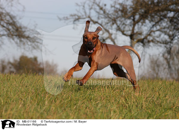 Rhodesian Ridgeback / MB-01166