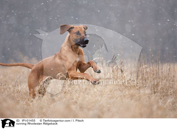 running Rhodesian Ridgeback / IPI-01455