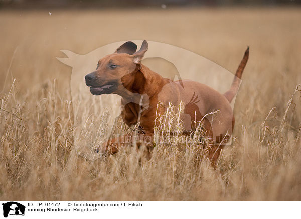running Rhodesian Ridgeback / IPI-01472