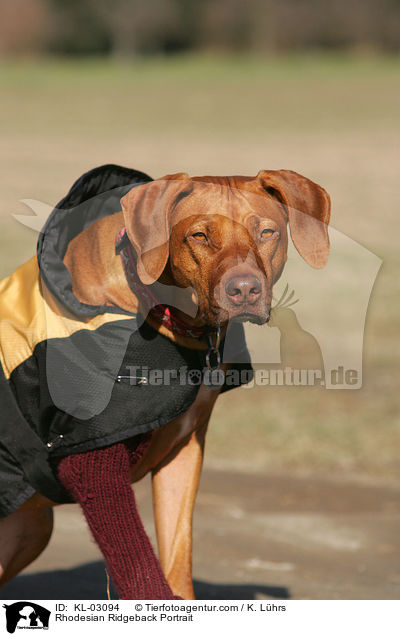 Rhodesian Ridgeback Portrait / Rhodesian Ridgeback Portrait / KL-03094