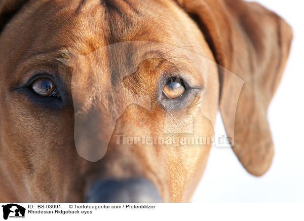 Rhodesian Ridgeback eyes / BS-03091