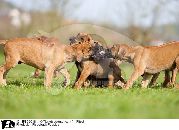 Rhodesian Ridgeback Puppies / IPI-02038
