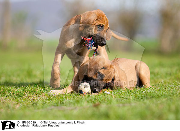 Rhodesian Ridgeback Puppies / IPI-02039