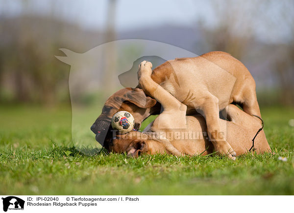 Rhodesian Ridgeback Puppies / IPI-02040