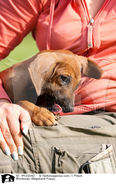 Rhodesian Ridgeback Welpe / Rhodesian Ridgeback Puppy / IPI-02042