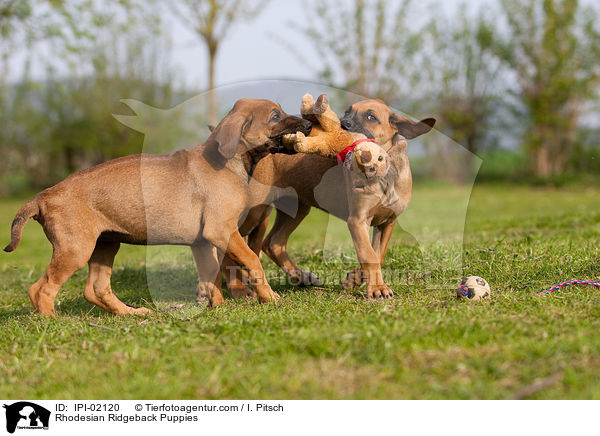 Rhodesian Ridgeback Welpen / Rhodesian Ridgeback Puppies / IPI-02120