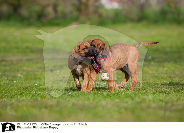 Rhodesian Ridgeback Puppy / IPI-02123