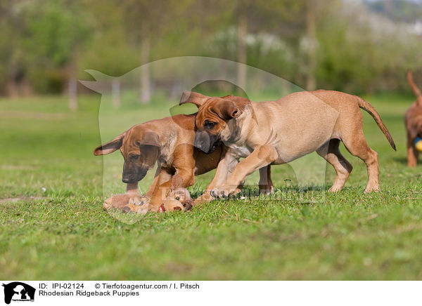 Rhodesian Ridgeback Puppies / IPI-02124