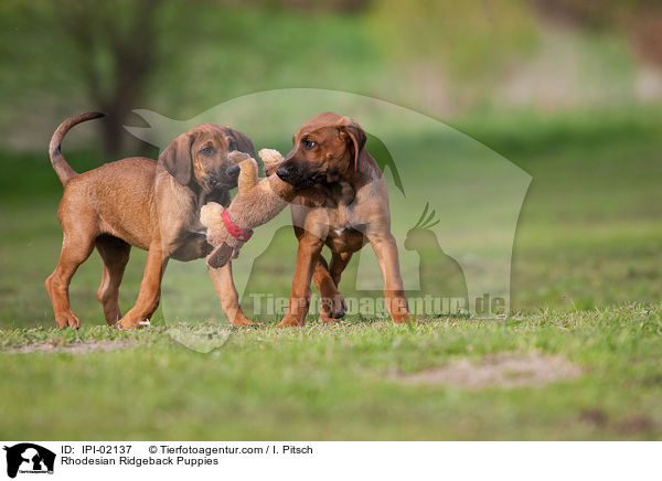 Rhodesian Ridgeback Puppies / IPI-02137
