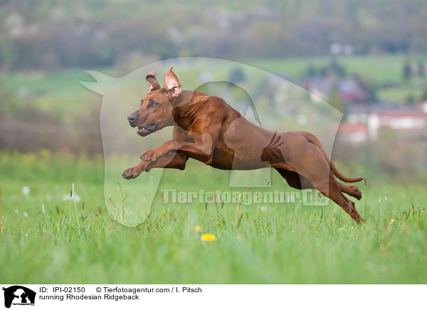 running Rhodesian Ridgeback / IPI-02150