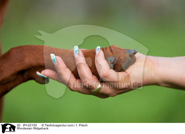 Rhodesian Ridgeback / Rhodesian Ridgeback / IPI-02155