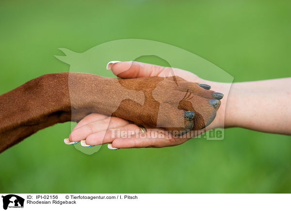Rhodesian Ridgeback / Rhodesian Ridgeback / IPI-02156