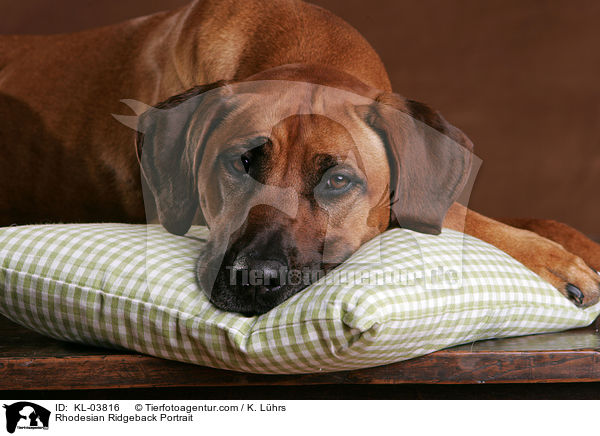 Rhodesian Ridgeback Portrait / Rhodesian Ridgeback Portrait / KL-03816